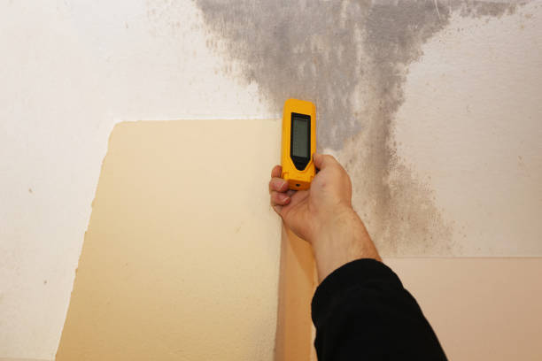 Best Black Mold Removal  in Fanwood, NJ