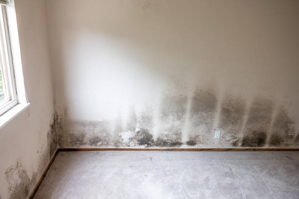 Forensic Mold Investigation in Fanwood, NJ